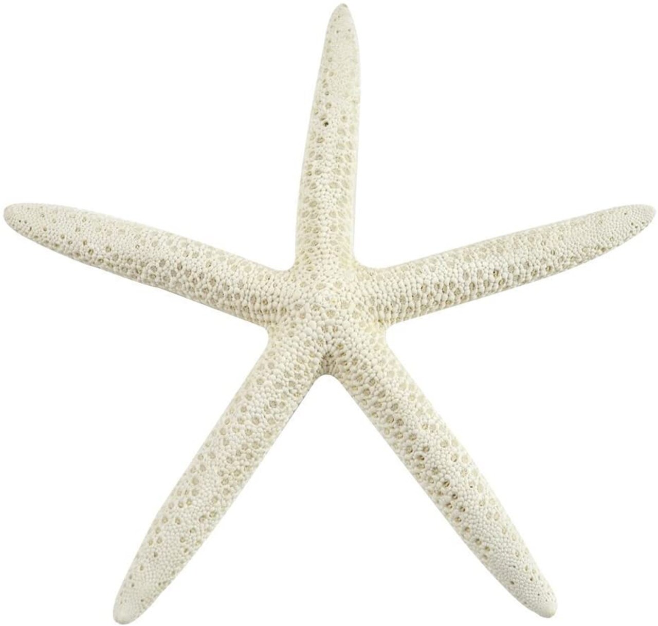 Starfish 15 Medium White Finger Starfish 4-6" for Crafts and Decor